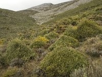 E, Malaga, El Burgo, Sierra de las Nieves 33, Saxifraga-Willem van Kruijsbergen