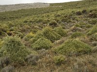 E, Malaga, El Burgo, Sierra de las Nieves 34, Saxifraga-Willem van Kruijsbergen