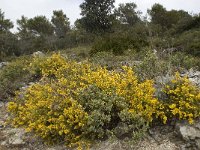 E, Malaga, El Burgo, Sierra de las Nieves 42, Saxifraga-Willem van Kruijsbergen