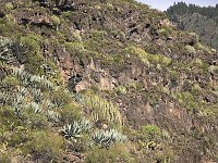 Barranco de Infierno  Volcanic mountains near Adeje, Tenerife, Canary Islands, Spain. : Canary Islands Canaries, color, colour, Euphorbia, Europe European, mountain mountains mountainous, nature natural, rural landscape, Spain Spanish, Tenerife, vegetation, vertical, Yucca, Growth, Natural beauty