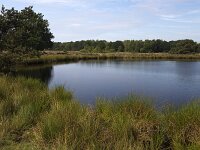 Mere in Dutch nature reserve  Terhorsterzand, Beilen, Drenthe, Netherlands  Mere in Dutch nature reserve  Terhorsterzand, Beilen, Drenthe, Netherlands : mere, lake, nature reserve, Terhorsterzand, Drenthe, Netherlands, water, nature, natural, rural landscape, rushes, tree, trees, forest