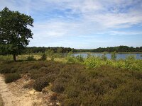 NL, Drenthe, Midden-Drenthe, Beilen, Terhorsterzand 5, Saxifraga-Roel Meijer  Terhorsterzand, Beilen, Drenthe, Netherlands : heathland, nature reserve, Terhorsterzand, Drenthe, Netherlands, heather, track, mere