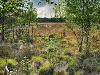 NL, Drenthe, Westerveld, Witteveen 1, Saxifraga-Hans Dekker