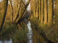 B, Limburg, Lommel, Grote Fosse 12, Saxifraga-Jan van der Straaten