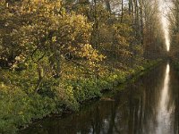 B, Limburg, Lommel, Grote Fosse 13, Saxifraga-Jan van der Straaten