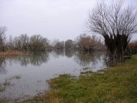 F, Haute-Marne, St Dizier, Lac du Der 1, Saxifraga-Henk Sierdsema