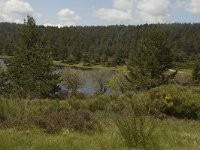 F, Lozere, Saint-Etienne-du-Valdonnez, Etang de Barradon 4, Saxifraga-Marijke Verhagen