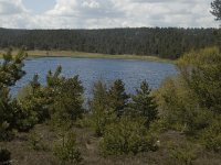 F, Lozere, Saint-Etienne-du-Valdonnez, Etang de Barradon 5, Saxifraga-Marijke Verhagen