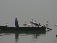 GR, Kentrikí Makedhonía, Sindiki, Limni Kerkini 20, Saxifraga-Ditk Hilbers