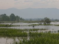 GR, Kentrikí Makedhonía, Sindiki, Limni Kerkini 32, Saxifraga-Ditk Hilbers