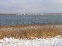 NL, Flevoland, Almere, Oostvaardersplassen 8, Saxifraga-Henk Sierdsema