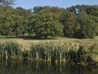 NL, Gelderland, Arnhem, Sonsbeek 1, Saxifraga-Marijke Verhagen