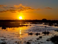 Sunset over wet agricultural nature reserve  Sunset over wet agricultural nature reserve in the Netherlands : Haren, Netherlands, Zuidlaardermeer, agrarisch, agrarische, agricultural, agriculture, autumn, autumn color, balconies, biotoop, countryside, creative nature, dawn, dusk, dutch, environment, field, grass, groningen, habitat, herfst, herfstkleur, holland, landbouw, landscape, landschap, natural, nature, nature reserve, natuur, natuurbeheer, natuurbeleid, natuurlijk, natuurlijke, nederland, omgeving, onnen, onnerpolder, orange, pasture, rudmer zwerver, rural, schemer, schemering, sunrise, sunset, twilight, water, weiland, zonsondergang