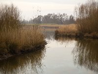 Nature development in Biesbosch National Park, North Brabant, Netherlands  Nature development in Biesbosch National Park, North Brabant, Netherlands : Biesbosch, national park, np, nature reserve, protected area, nature, natural, wetland, Europe, European, Dutch, Netherlands, North Brabant, winter, wintertime, mirroring, reflection, reflected, sky, no people, nobody, rural landscape, rural scene, non-urban scene, water, lake, nature development, nature restoration, tree, trees, reed, Jantjesplaat