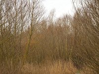 Track through restored area in Biesbosch National Park, North Brabant, Netherlands  Track through restored area in Biesbosch National Park, North Brabant, Netherlands : Biesbosch, national park, np, nature reserve, protected area, nature, natural, wetland, Europe, European, Dutch, Netherlands, North Brabant, winter, wintertime, no people, nobody, rural landscape, rural scene, non-urban scene, water, lake, nature development, nature restoration, tree, trees, reed, Jantjesplaat, track, path, foot path