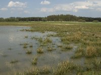 NL, Noord-Brabant, Baarle-Nassau, Castelreesche Heide 15, Saxifraga-Willem van Kruijsbergen