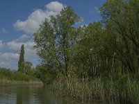 NL, Noord-Brabant, Drimmelen, Buiten Kooigat 13, Saxifraga-Jan van der Straaten