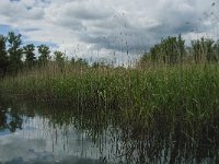 NL, Noord-Brabant, Drimmelen, Buiten Kooigat 22, Saxifraga-Jan van der Straaten