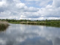 NL, Noord-Brabant, Drimmelen, Buiten Kooigat 50, Saxifraga-Willem van Kruijsbergen