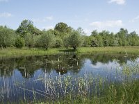 NL, Noord-Brabant, Goirle, Landgoed De Hoevens 102, Saxifraga-Willem van Kruijsbergen