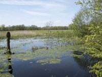 NL, Noord-Brabant, Goirle, Landgoed De Hoevens 23, Saxifraga-Willem van Kruijsbergen