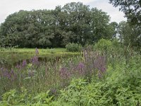 NL, Noord-Brabant, Goirle, Landgoed De Hoevens 48, Saxifraga-Willem van Kruijsbergen