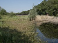 NL, Noord-Brabant, Goirle, Landgoed De Hoevens 68, Saxifraga-Willem van Kruijsbergen