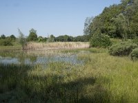 NL, Noord-Brabant, Goirle, Landgoed De Hoevens 70, Saxifraga-Willem van Kruijsbergen