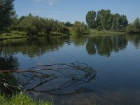 NL, Noord-Brabant, Lith, Lithse Ham 4, Saxifraga-Jan van der Straaten