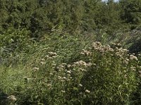 NL, Noord-Holland, 's-Graveland, Kromme Rade 1, Saxifraga-Marijke Verhagen