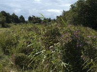 NL, Noord-Holland, 's-Graveland, Kromme Rade 16, Saxifraga-Marijke Verhagen