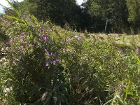 NL, Noord-Holland, 's-Graveland, Kromme Rade 17, Saxifraga-Jan van der Straaten