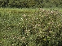 NL, Noord-Holland, 's-Graveland, Kromme Rade 7, Saxifraga-Marijke Verhagen