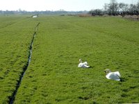 NL, Noord-Holland, Zaanstad, Polder Westzaan 4, Saxifraga-Jan van der Straaten