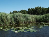 NL, Overijssel, Steenwijkerland, Weerribben 1, Saxifraga-Hans Dekker