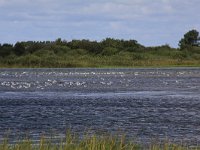 NL, Zeeland, Veere, Veerse Meer, Middelplaten 1, Saxifraga-Peter Meininger