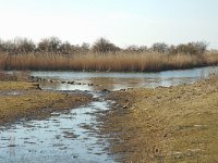 NL, Zuid-Holland, Korendijk, Tiengemeten, Blanken Slikken 4, Saxifraga-Jan van der Straaten