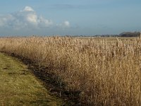 NL, Zuid-Holland, Strijen, Het Oudeland van Strijen 1, Saxifraga-Jan van der Straaten