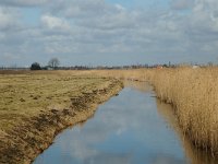 NL, Zuid-Holland, Strijen, Het Oudeland van Strijen 4, Saxifraga-Jan van der Straaten