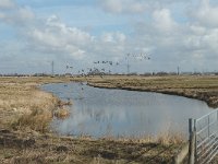 NL, Zuid-Holland, Strijen, Het Oudeland van Strijen 7, Saxifraga-Jan van der Straaten