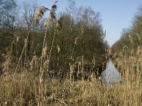 B, Limburg, Kinrooi, Lossing, Mariahof 1, Saxifraga-Jan van der Straaten