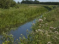 B, Limburg, Kinrooi, Nieuwe Lossing 6, Saxifraga-Marijke Verhagen