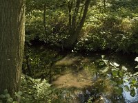 B, Limburg, Maaseik, Zanderbeek 9, Saxifraga-Marijke Verhagen