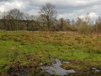 B, Limburg, Peer, Eikelbos 14, Saxifraga-Jan van der Straaten