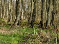 B, Limburg, Peer, Neerhoksent 2, Saxifraga-Jan van der Straaten