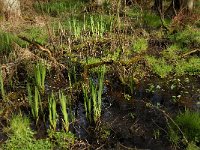 B, Limburg, Peer, Neerhoksent 7, Saxifraga-Jan van der Straaten