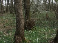 NL, Drenthe, Aa en Hunze, De Burgvallen 19, Saxifraga-Hans Boll