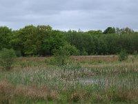 NL, Drenthe, Aa en Hunze, De Heest 13, Saxifraga-Hans Boll