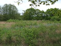 NL, Drenthe, Aa en Hunze, De Heest 20, Saxifraga-Hans Boll