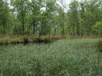 NL, Drenthe, Aa en Hunze, De Westerlanden 1, Saxifraga-Hans Boll